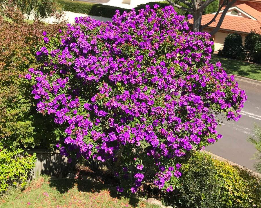 Tibouchina Assorted Bush - View 13 from www redcrocus com