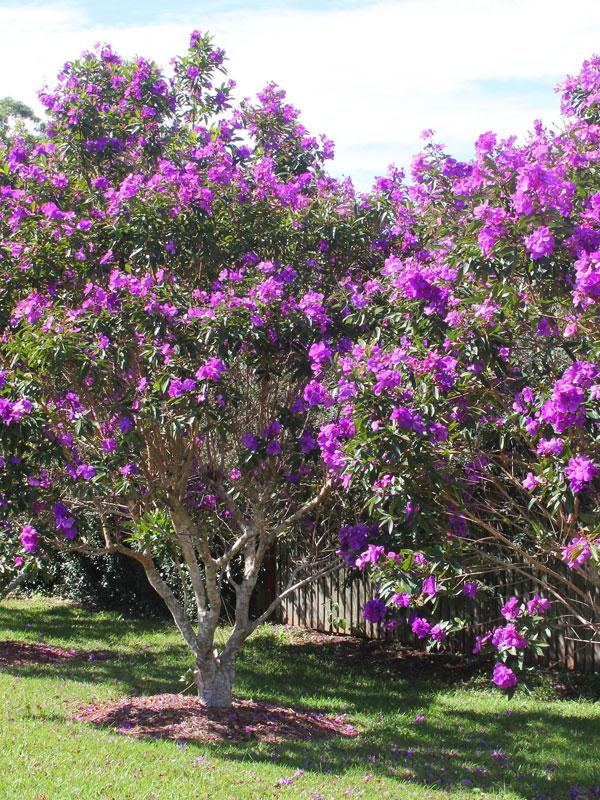 Tibouchina Assorted Bush - View 16 from www redcrocus com