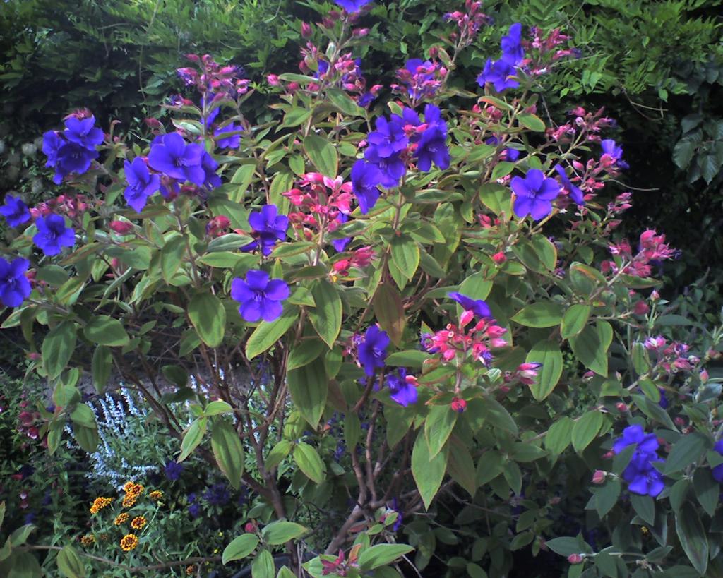 Tibouchina Assorted Bush - View 17 from www redcrocus com