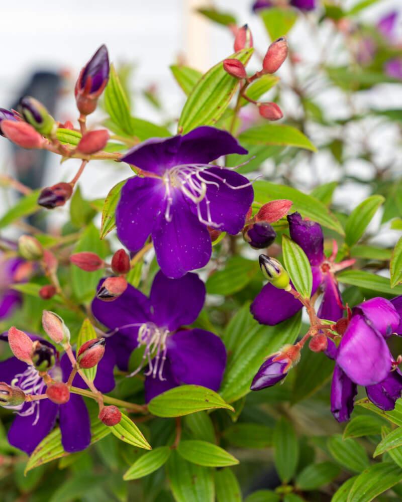 Tibouchina Assorted Bush - View 18 from www redcrocus com