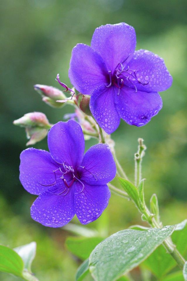 Tibouchina Assorted Bush - View 19 from www redcrocus com