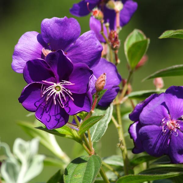 Tibouchina Assorted Bush - View 1 from www redcrocus com