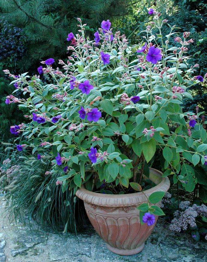 Tibouchina Assorted Bush - View 2 from www redcrocus com