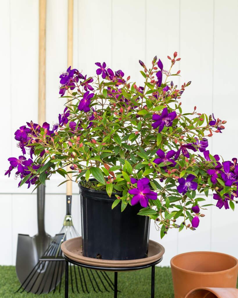 Tibouchina Assorted Bush - View 3 from www redcrocus com
