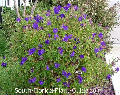 Tibouchina Assorted Bush - View 4 from www redcrocus com