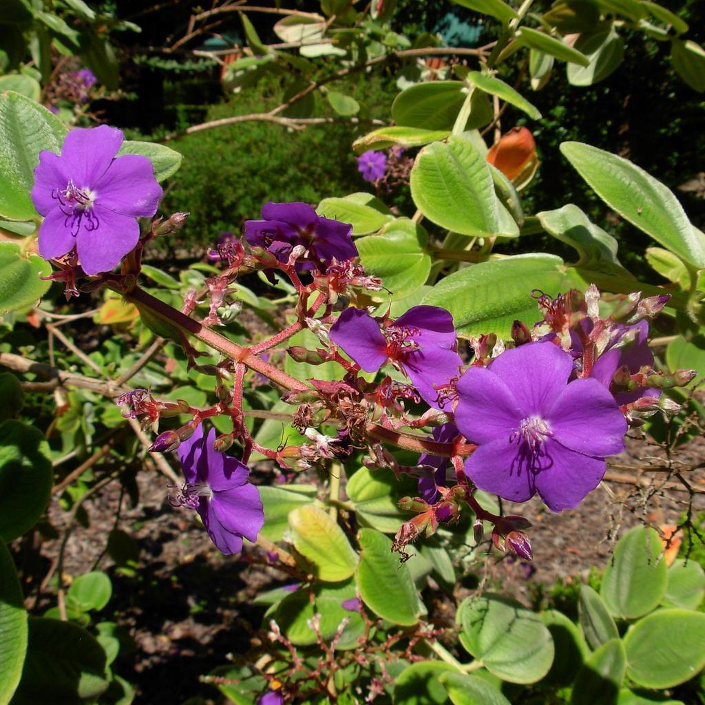 Tibouchina Assorted Bush - View 5 from www redcrocus com