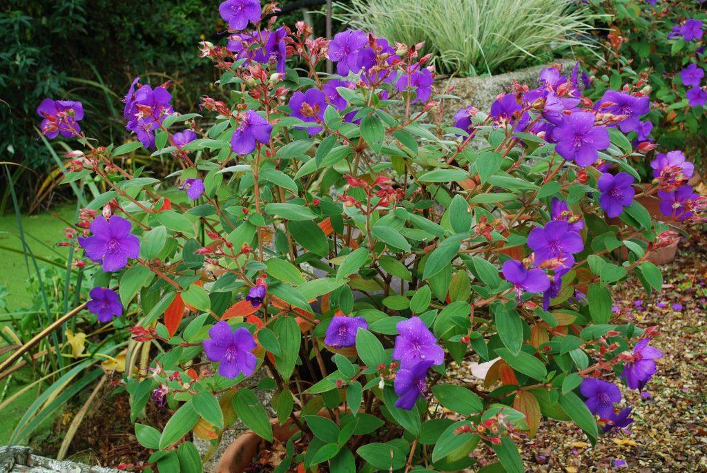 Tibouchina Assorted Bush - View 7 from www redcrocus com