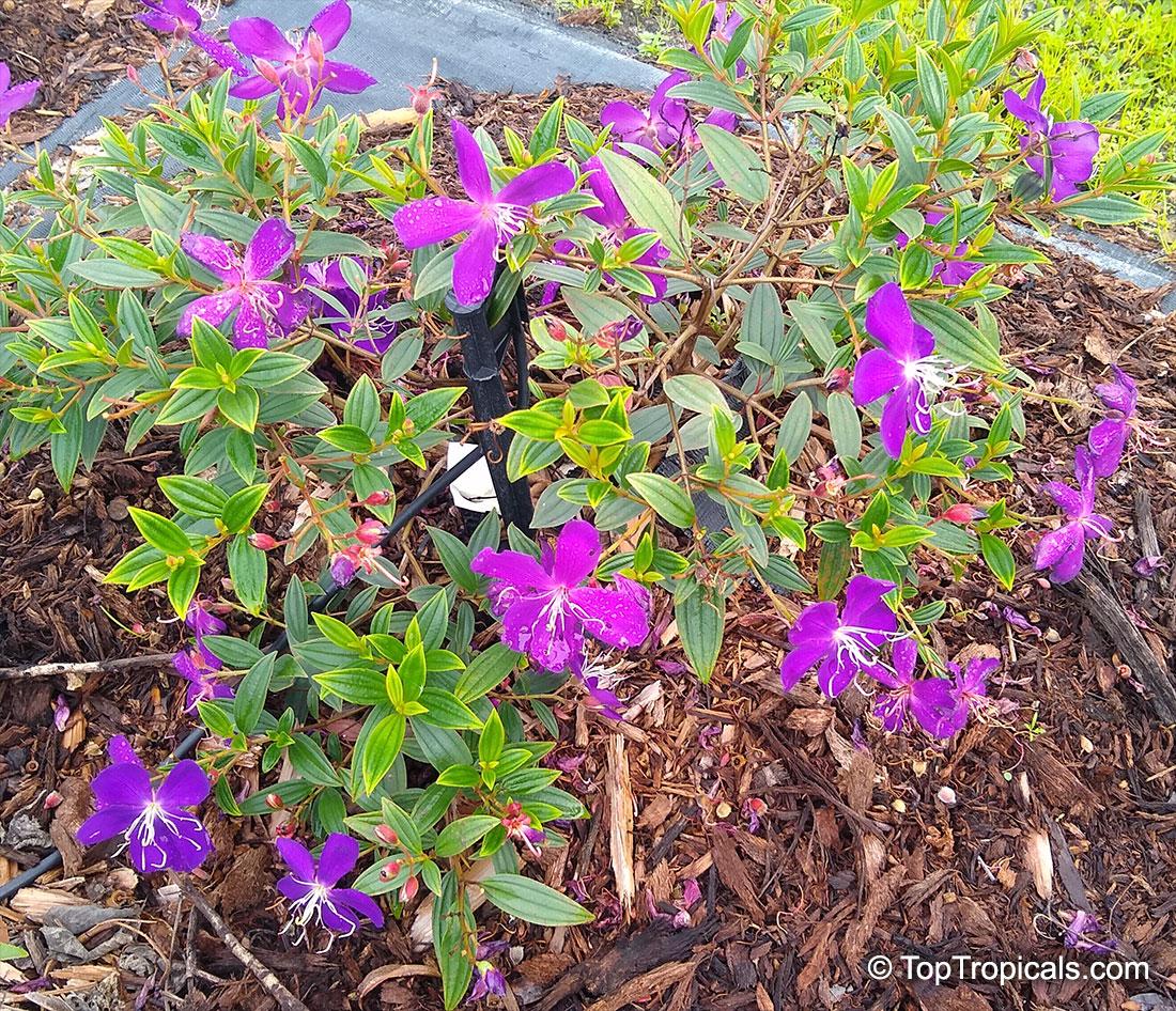 Tibouchina Assorted Bush - View 8 from www redcrocus com