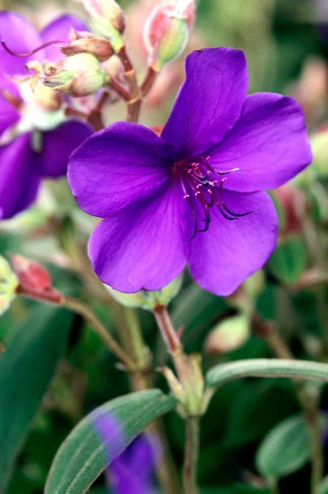 Tibouchina Assorted Bush - View 9 from www redcrocus com