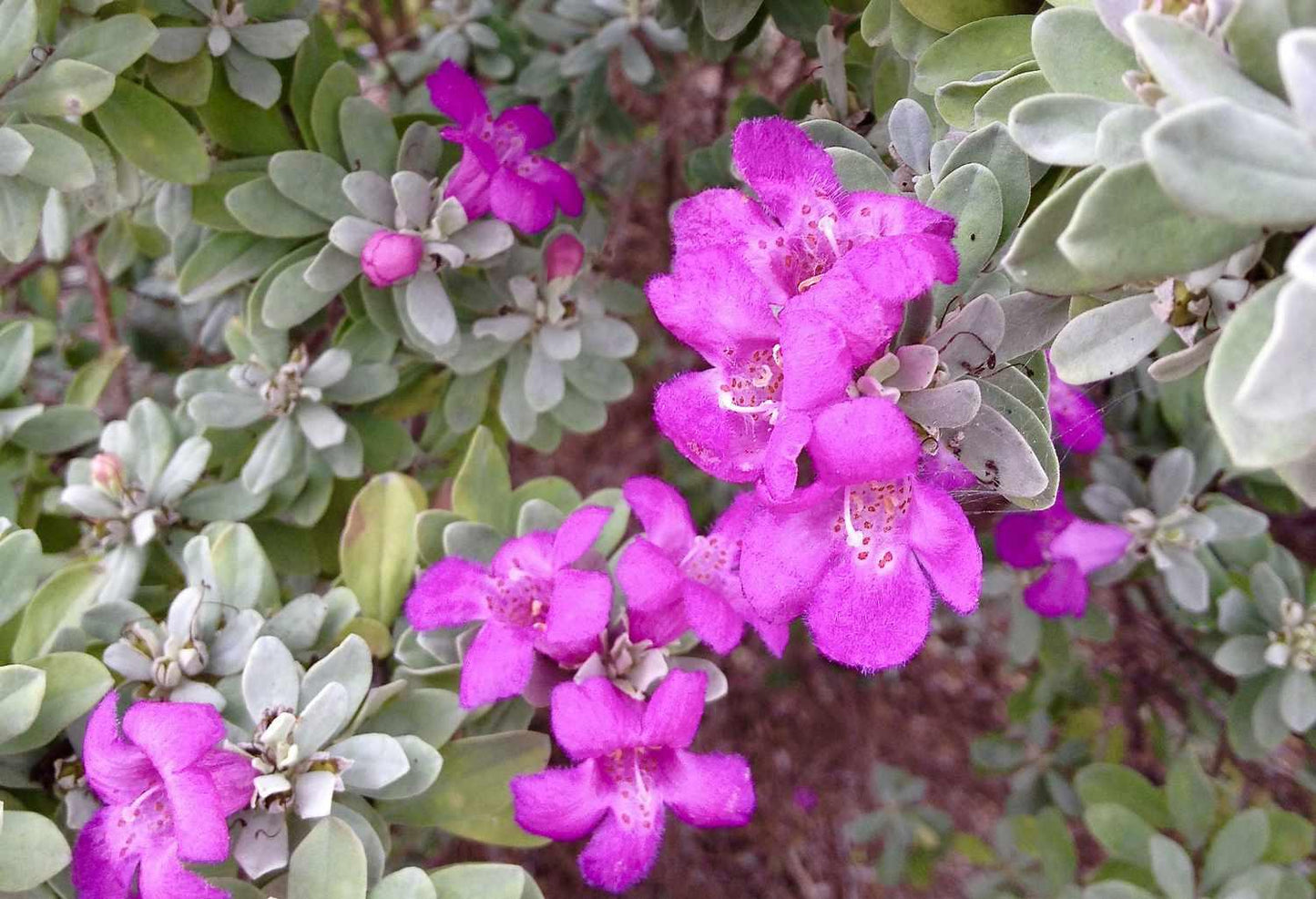 Leucophyllum Frutescens, Bush - View 10 from www redcrocus com