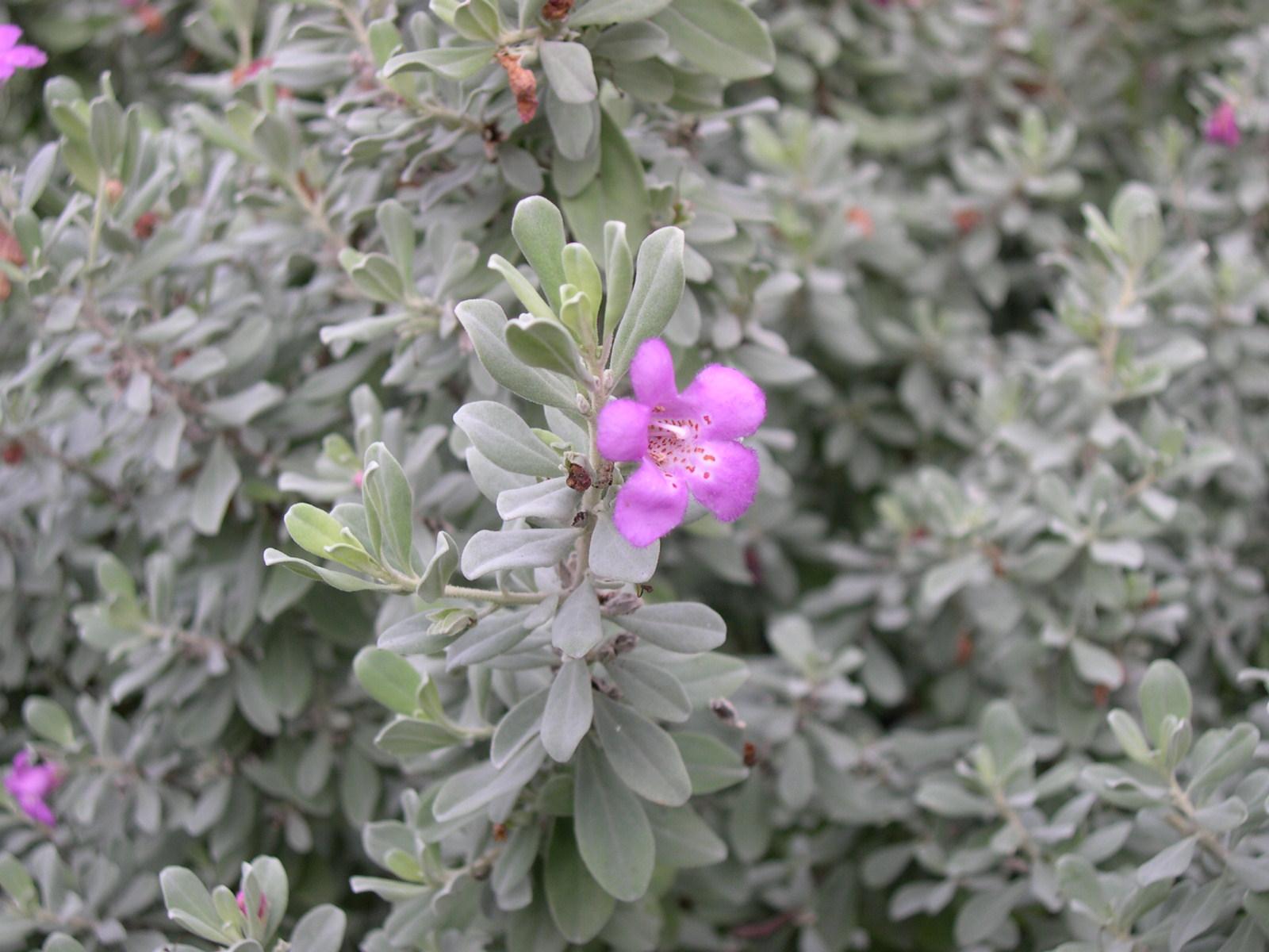 Leucophyllum Frutescens, Bush - View 16 from www redcrocus com