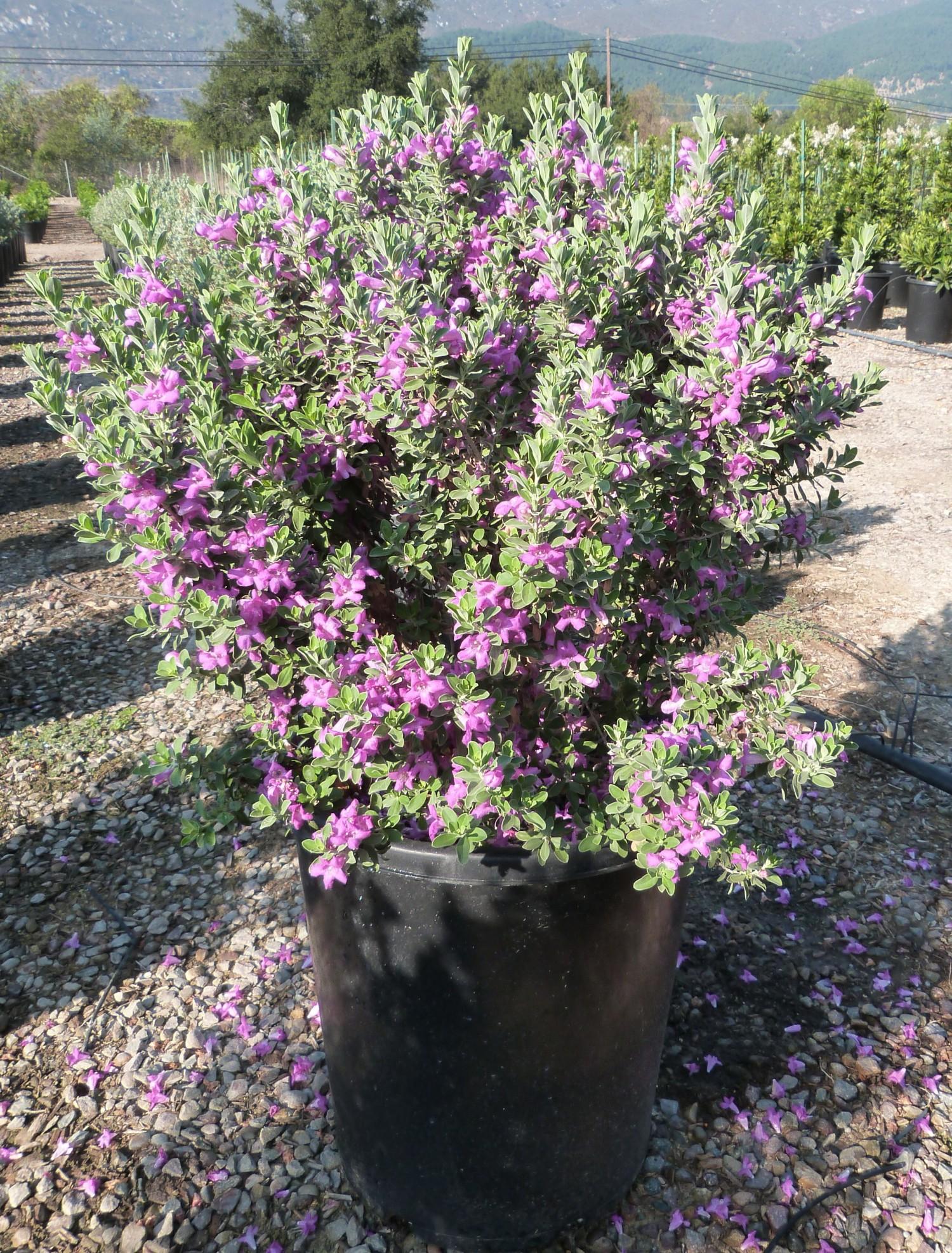 Leucophyllum Frutescens, Bush - View 1 from www redcrocus com