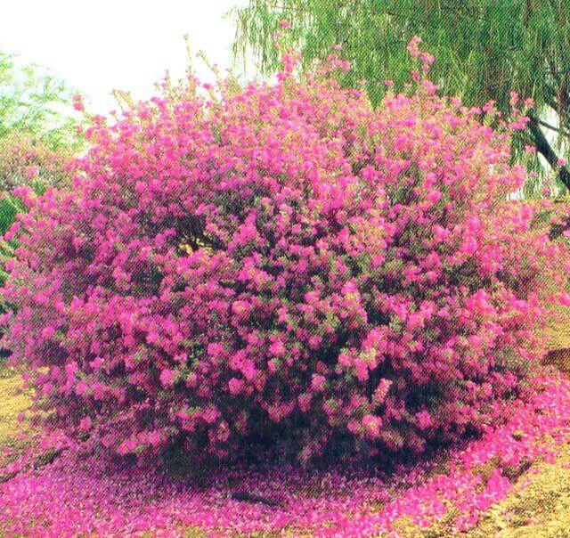 Leucophyllum Frutescens, Bush - View 26 from www redcrocus com