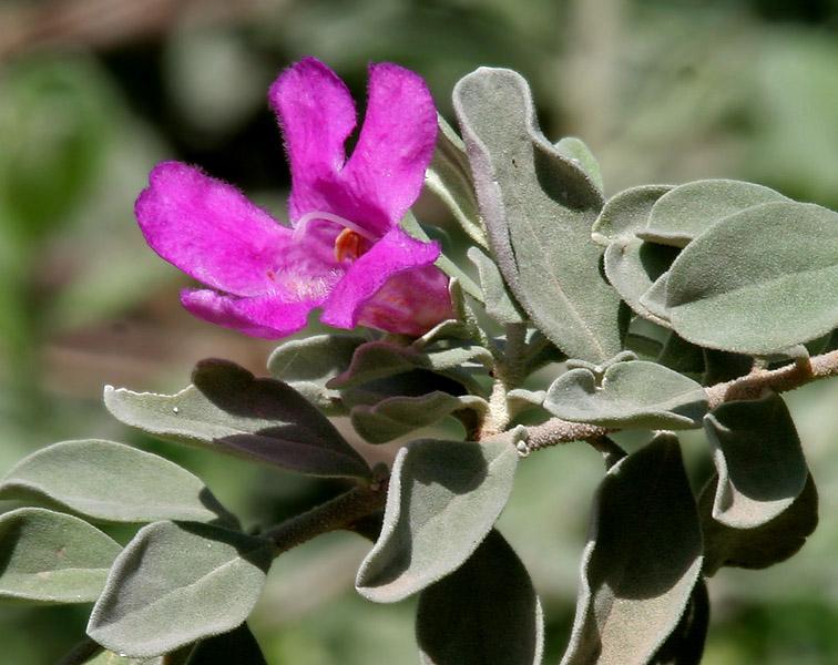 Leucophyllum Frutescens, Bush - View 2 from www redcrocus com