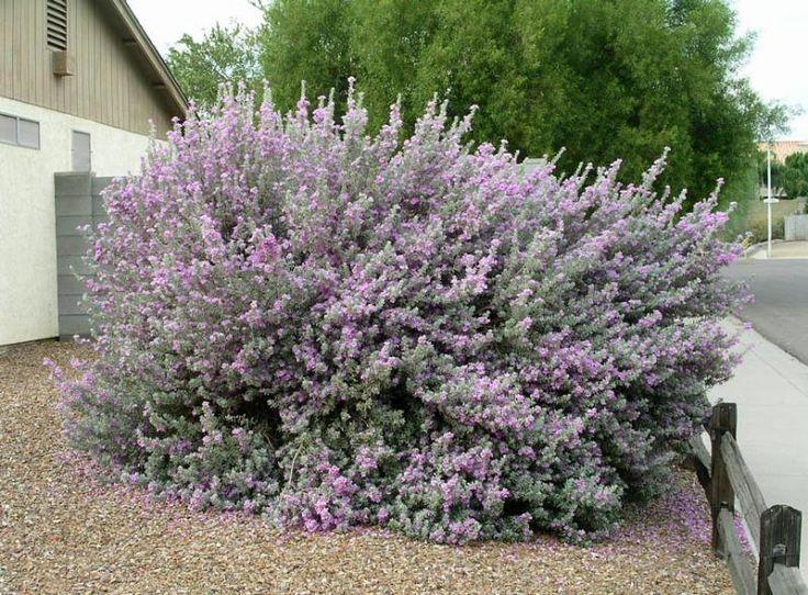 Leucophyllum Frutescens, Bush - View 30 from www redcrocus com
