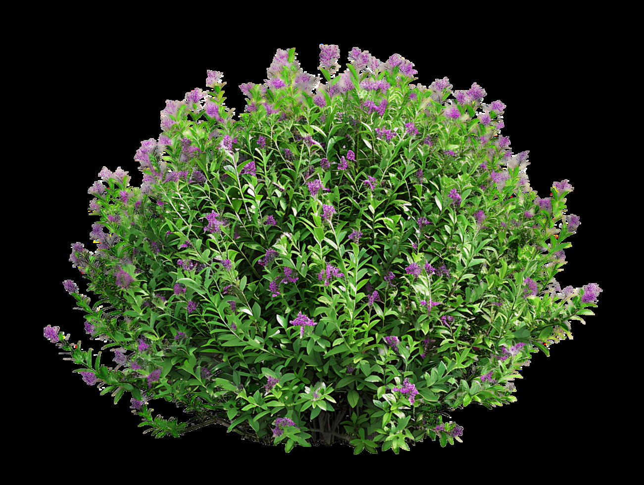 Leucophyllum Frutescens, Bush - View 34 from www redcrocus com