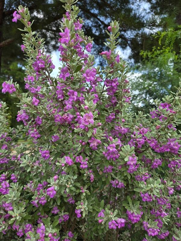 Leucophyllum Frutescens, Bush - View 35 from www redcrocus com