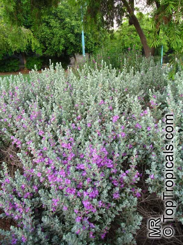 Leucophyllum Frutescens, Bush - View 36 from www redcrocus com