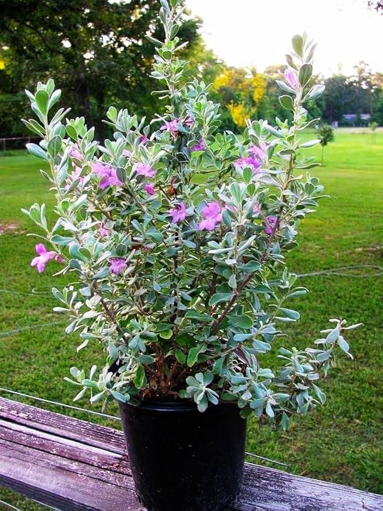 Leucophyllum Frutescens, Bush - View 3 from www redcrocus com