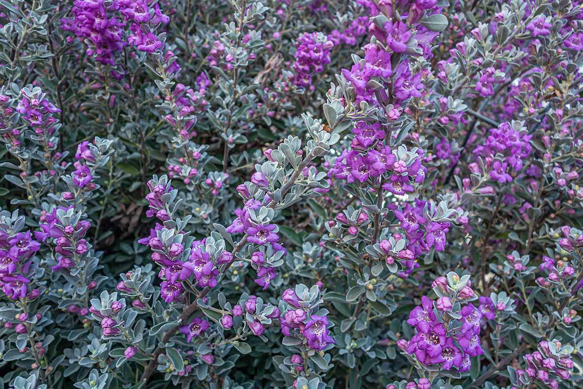 Leucophyllum Frutescens, Bush - View 5 from www redcrocus com