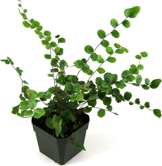Fern, Pellaea, Assorted - View 12 from www redcrocus com