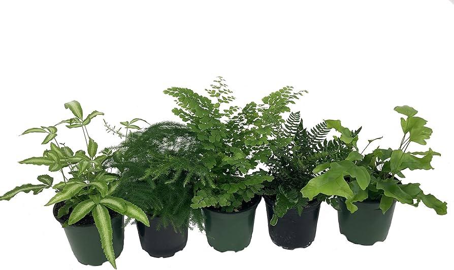 Fern, Pellaea, Assorted - View 13 from www redcrocus com