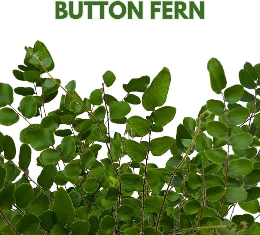 Fern, Pellaea, Assorted - View 15 from www redcrocus com