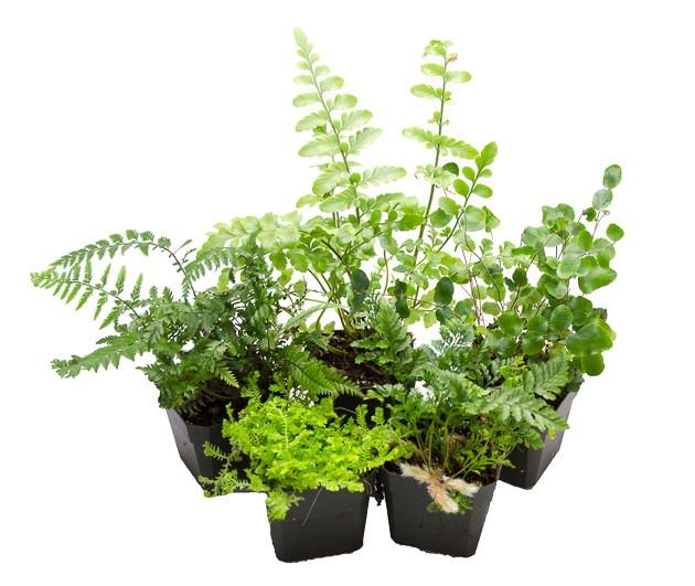 Fern, Pellaea, Assorted - View 16 from www redcrocus com