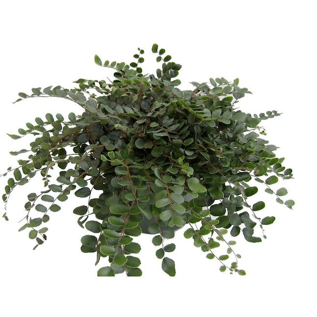 Fern, Pellaea, Assorted - View 18 from www redcrocus com