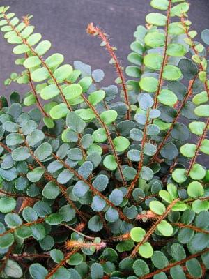 Fern, Pellaea, Assorted - View 19 from www redcrocus com