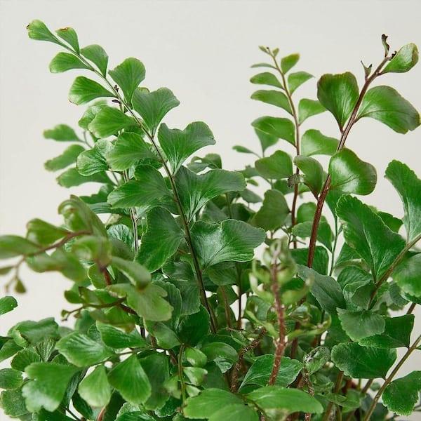 Fern, Pellaea, Assorted - View 20 from www redcrocus com