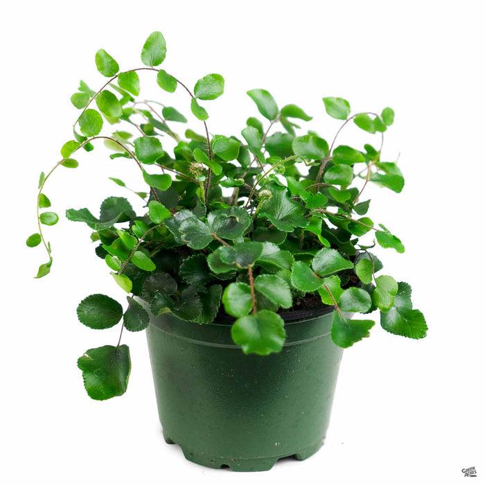 Fern, Pellaea, Assorted - View 27 from www redcrocus com