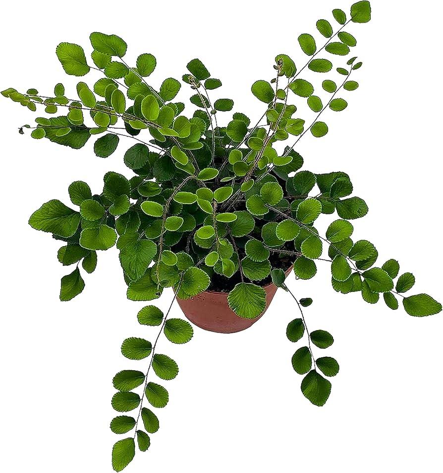 Fern, Pellaea, Assorted - View 5 from www redcrocus com