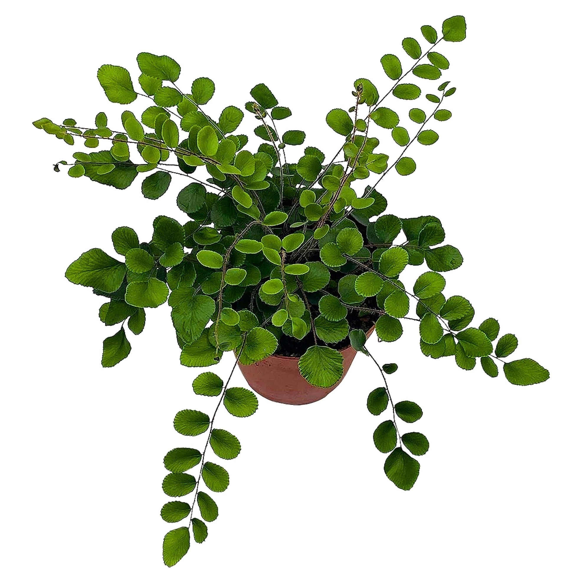 Fern, Pellaea, Assorted - View 7 from www redcrocus com