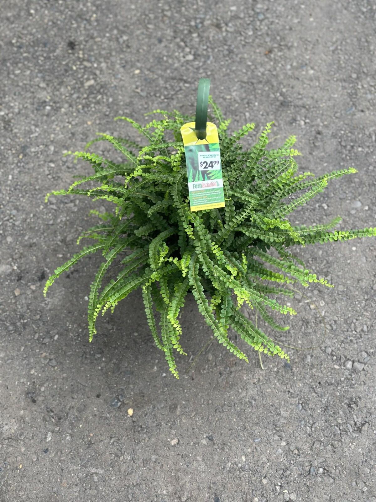 Fern, Pellaea, Assorted - View 8 from www redcrocus com