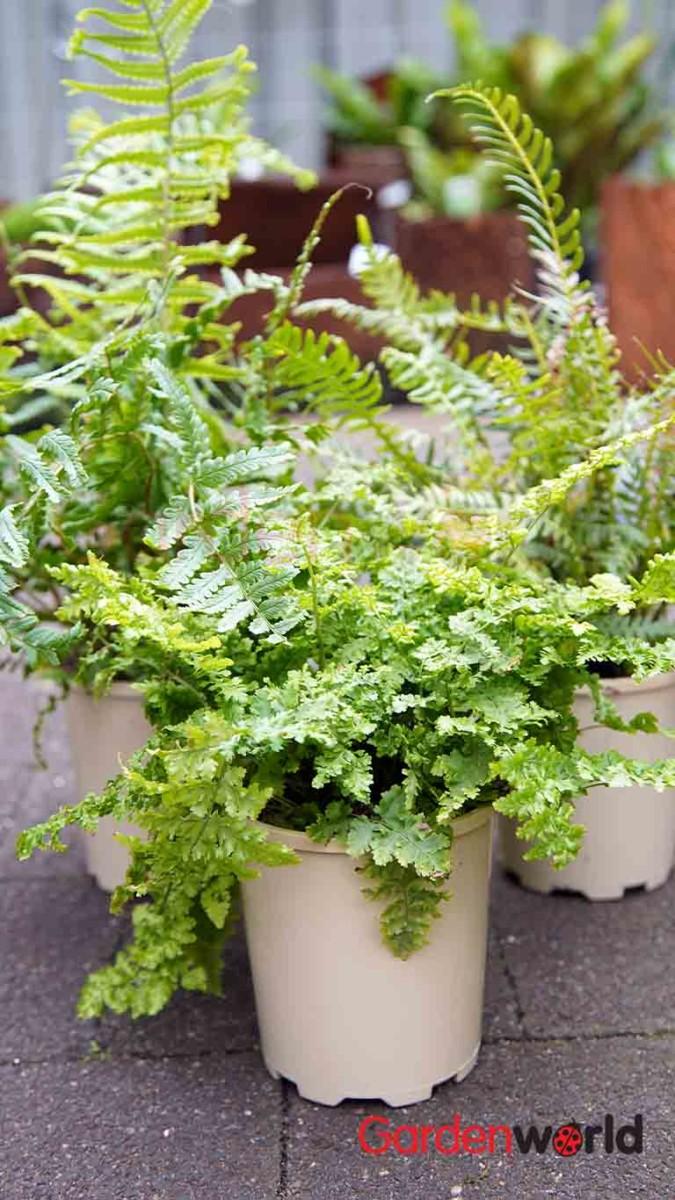 Fern Assorted - View 10 from www redcrocus com