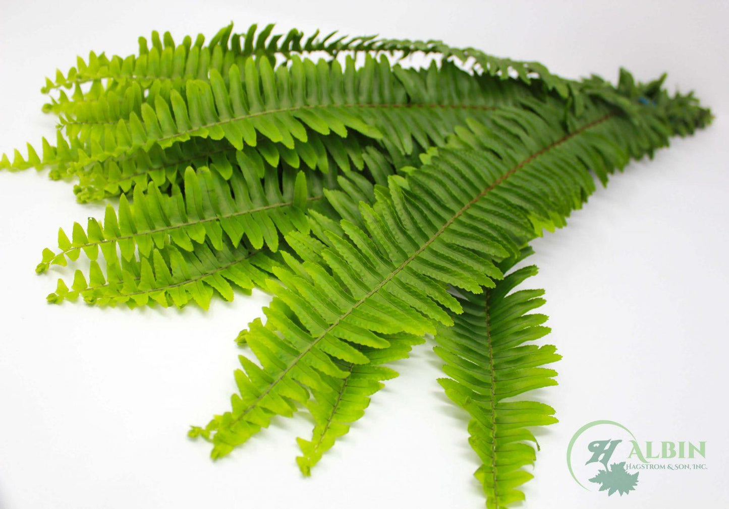 Fern Assorted - View 11 from www redcrocus com