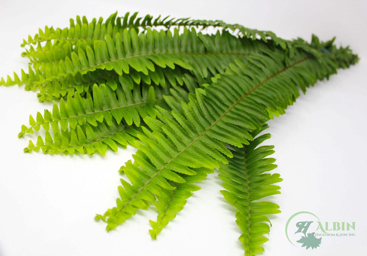 Fern Assorted - View 11 from www redcrocus com