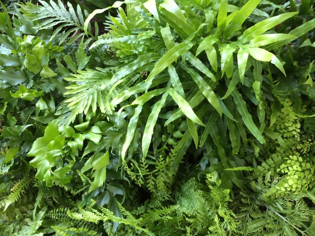 Fern Assorted - View 12 from www redcrocus com