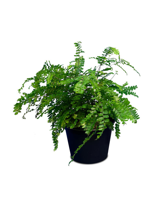 Fern Assorted - View 13 from www redcrocus com