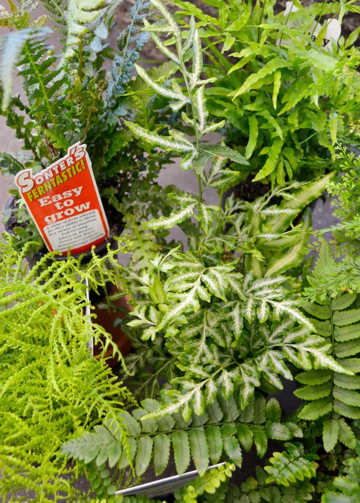 Fern Assorted - View 15 from www redcrocus com