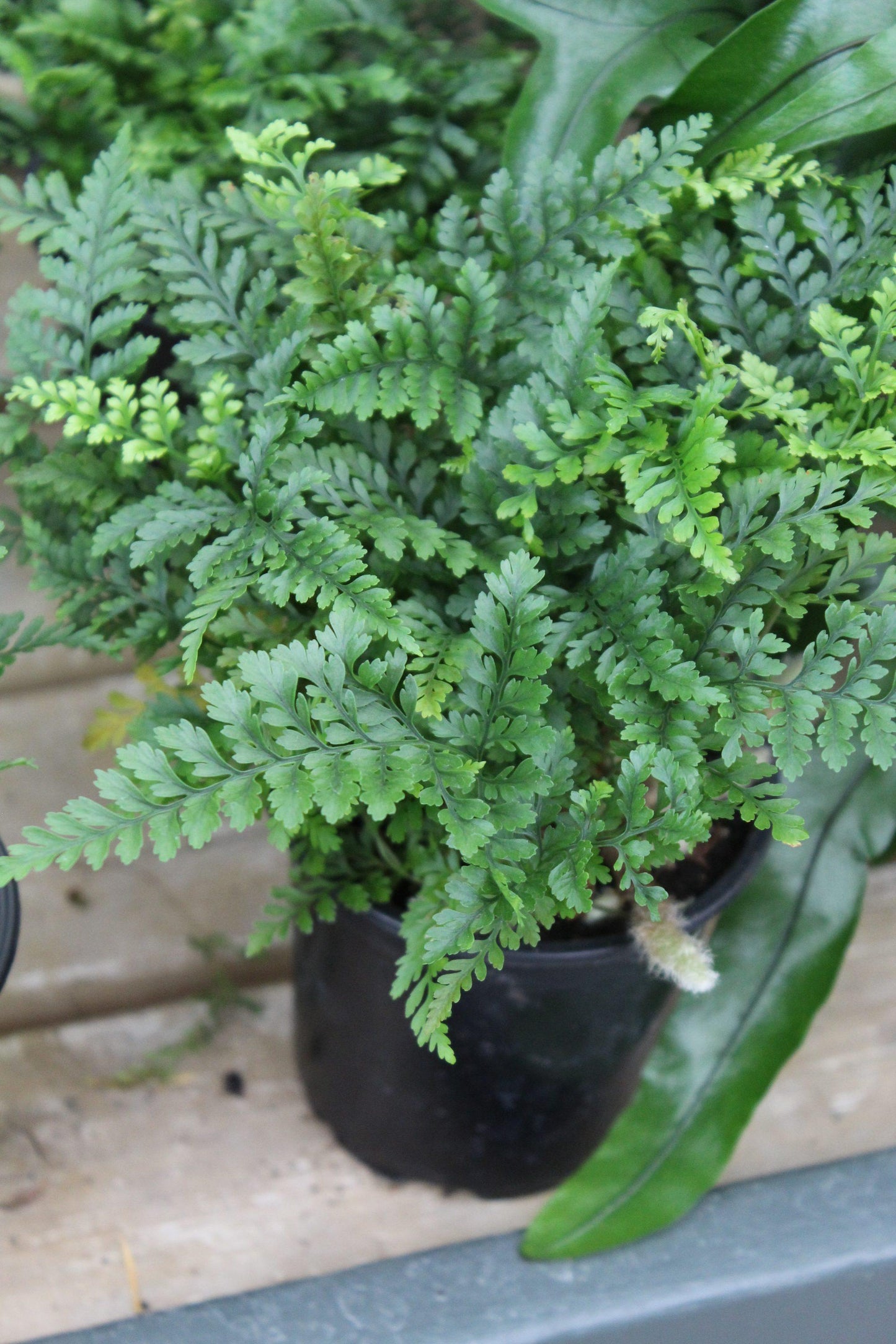Fern Assorted - View 16 from www redcrocus com