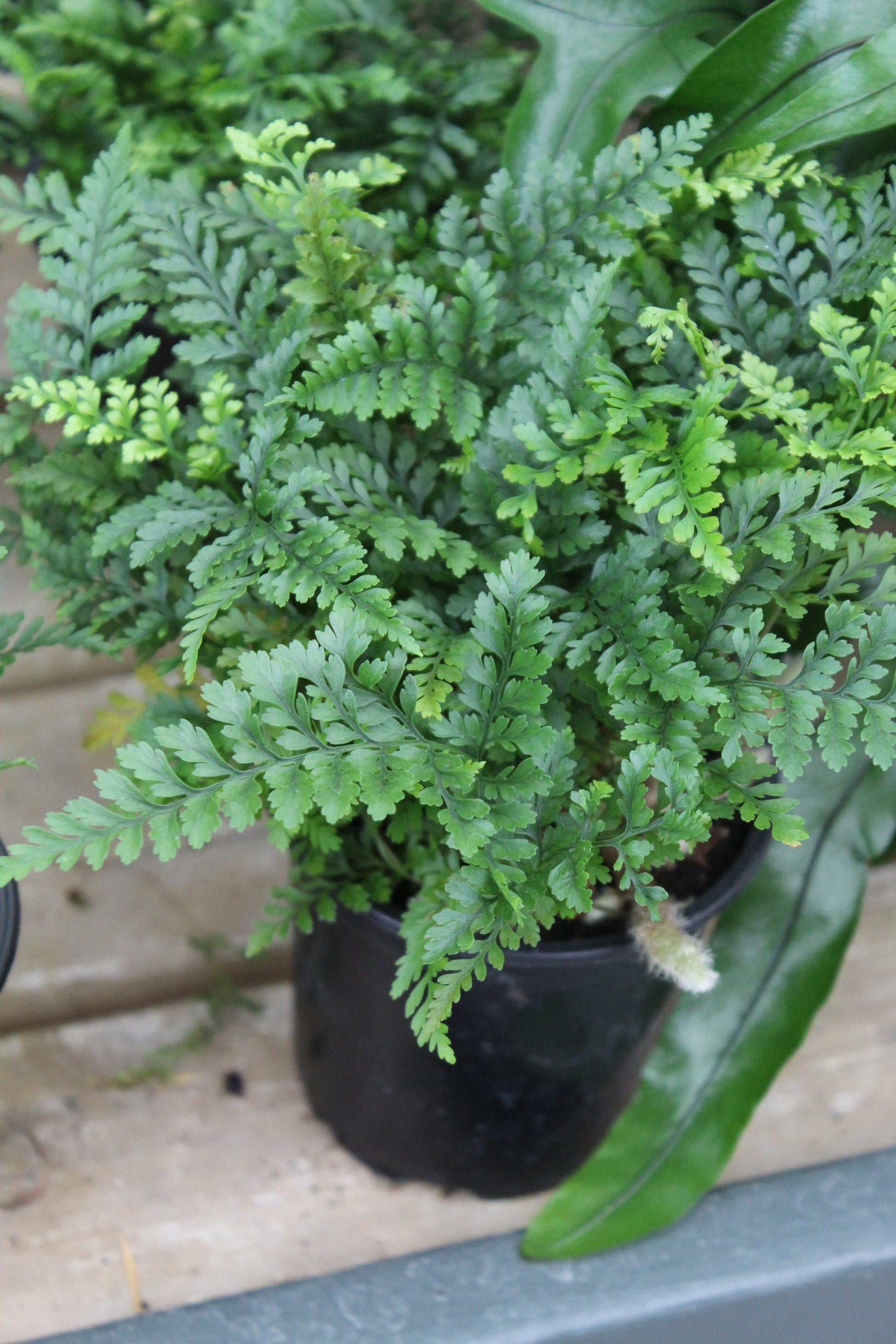 Fern Assorted - View 16 from www redcrocus com