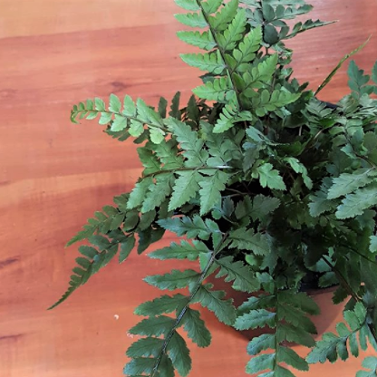 Fern Assorted - View 17 from www redcrocus com