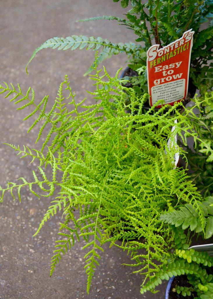 Fern Assorted - View 17 from www redcrocus com