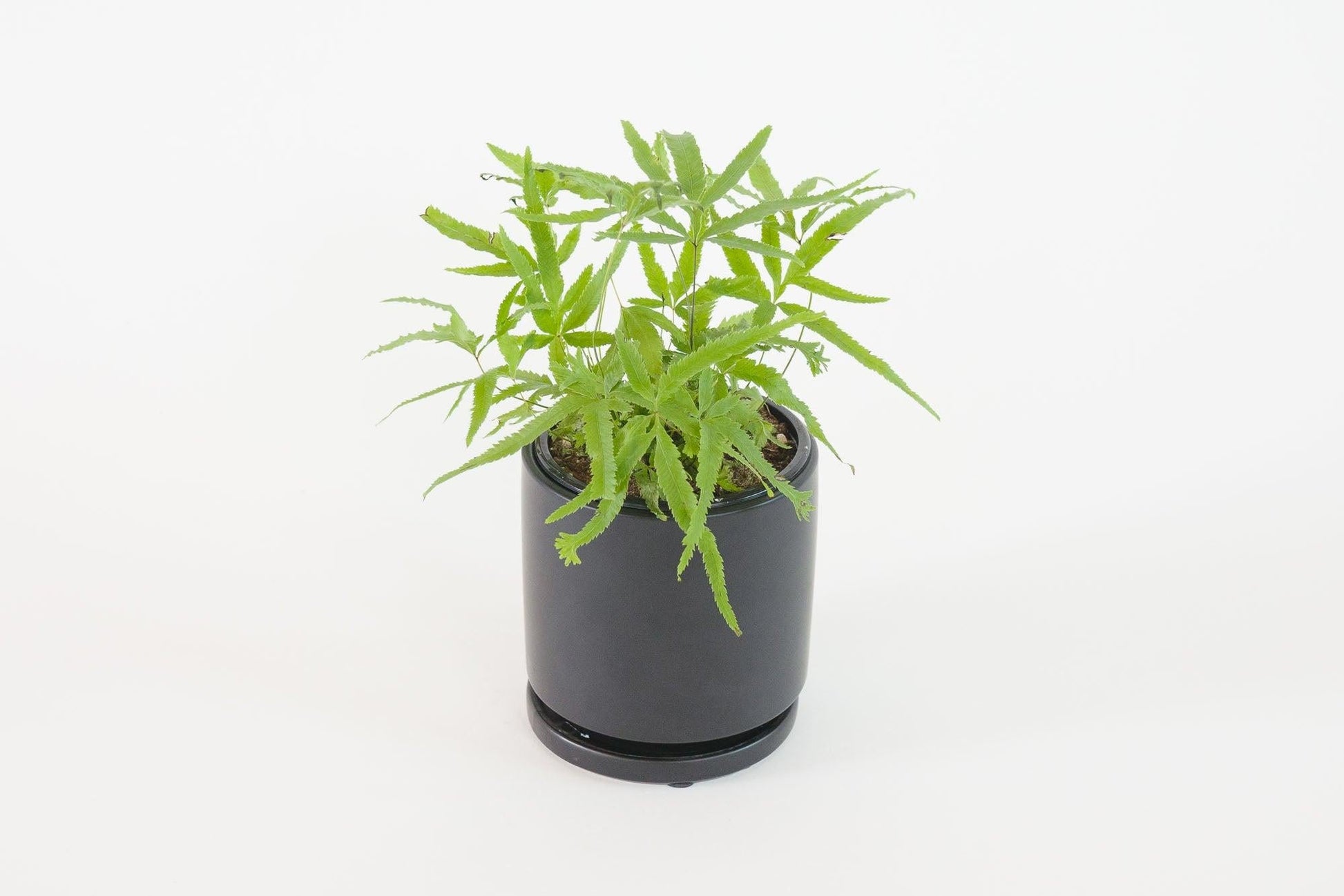 Fern Assorted - View 4 from www redcrocus com