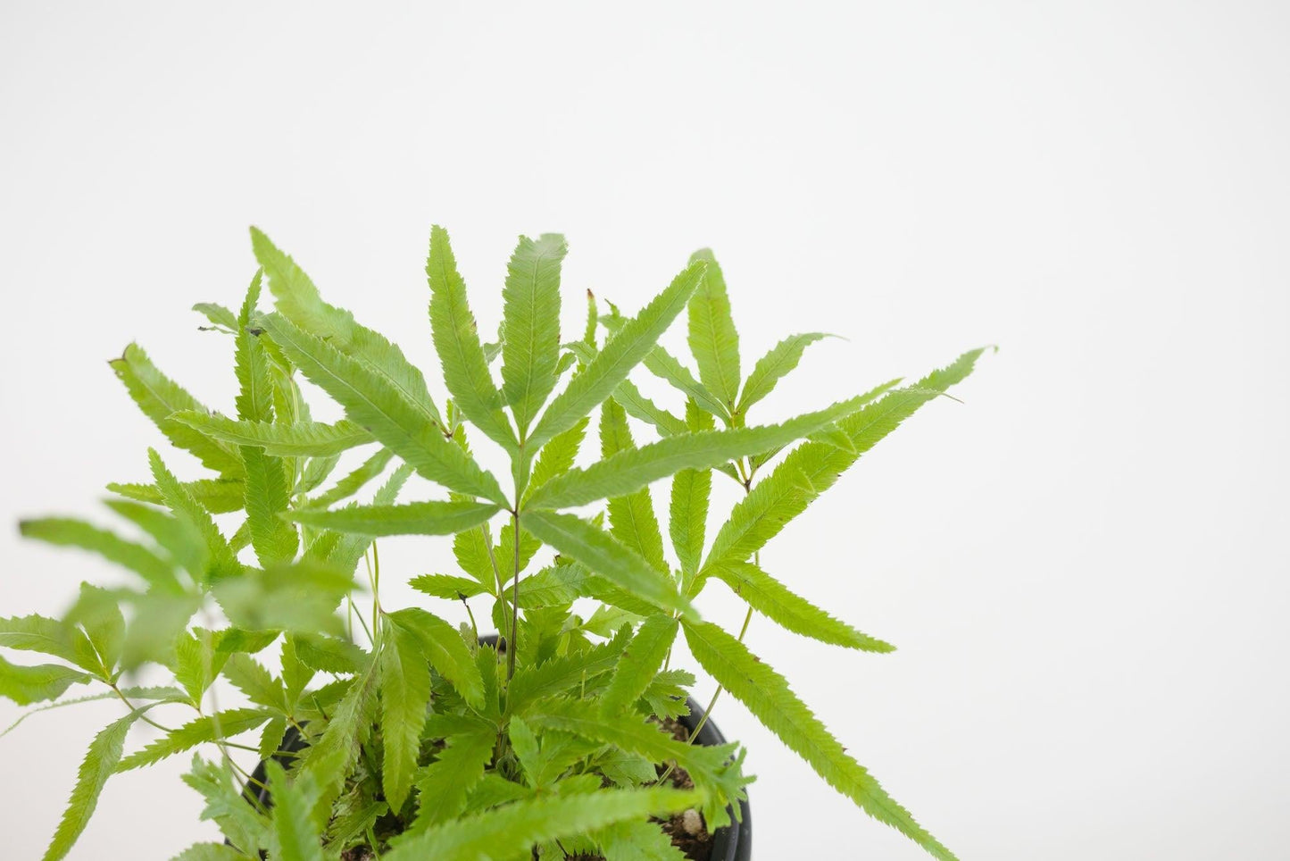 Fern Assorted - View 5 from www redcrocus com