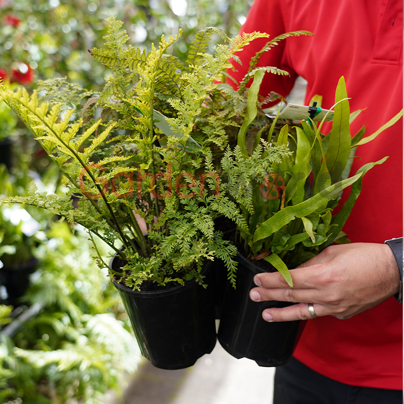 Fern Assorted - View 6 from www redcrocus com
