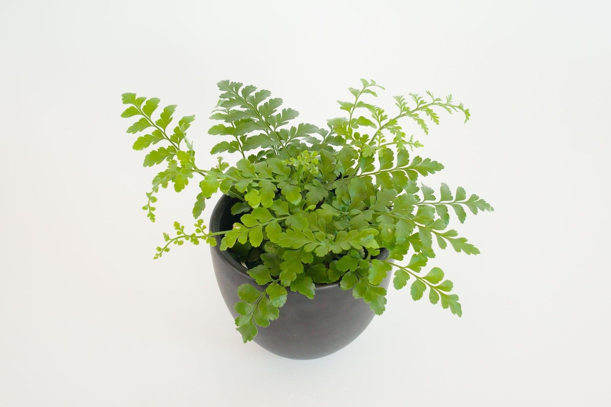 Fern Assorted - View 9 from www redcrocus com