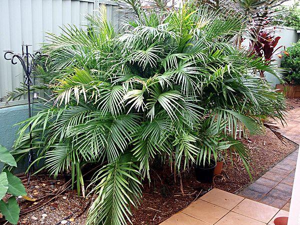 Palm Chamaedorea Cataractarum - View 3 from www redcrocus com